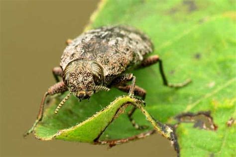 7 Different Insects That Eat Wood Pictures Wildlife Informer
