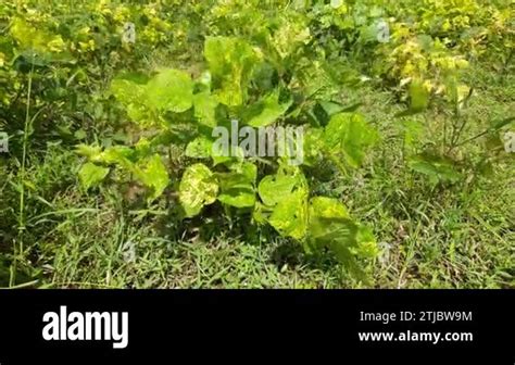 Vigna Mungo Plant Growing In Field Its Other Names Black Gramurad