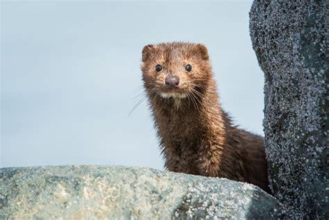 Ann Arbors Ban On Fur Sales Is Part Of A Larger Fight To Save Wildlife