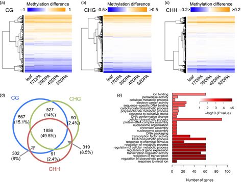 Comparative Epigenomics Reveals Evolution Of Duplicated Genes In Potato