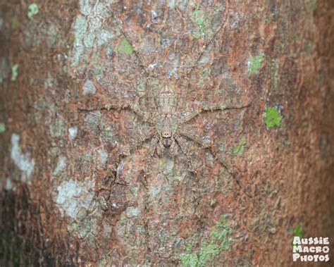 Camouflage In Cairns Botanic Gardens Lets Go Buggin Tours