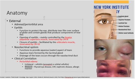 Intro To Ophthalmic Disorders LEC 46 47 Flashcards Quizlet