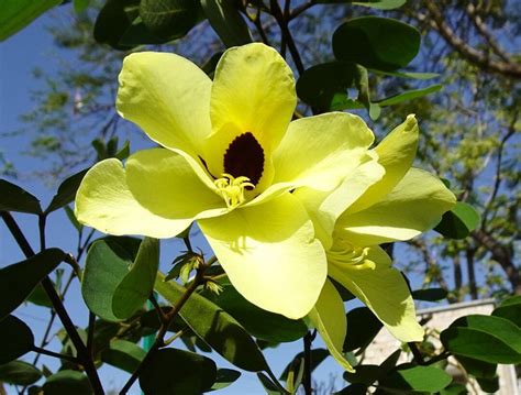 Yellow Orchid Tree 5 Seeds Bauhinia Tomentosa Free Us Shipping Etsy