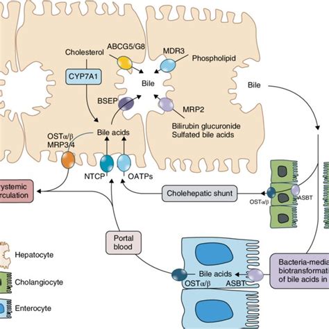 2 Bile Acid Synthesis Pathways A The Classic And Alternative Bile