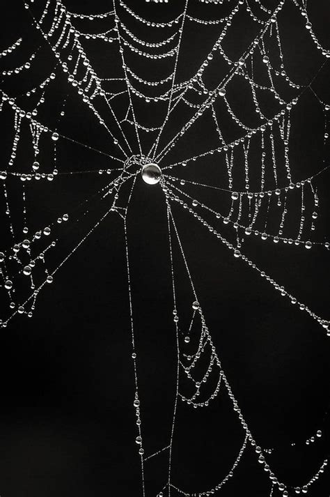 Gothic Spider Web Photography Close Up Dew Covered Cobweb Photograph