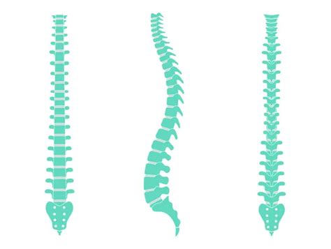 100 000 Human Spine Vector Images Depositphotos