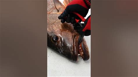 Elephants Eat Peanuts Giant Cubera Snapper And Blue Fin Trevally At