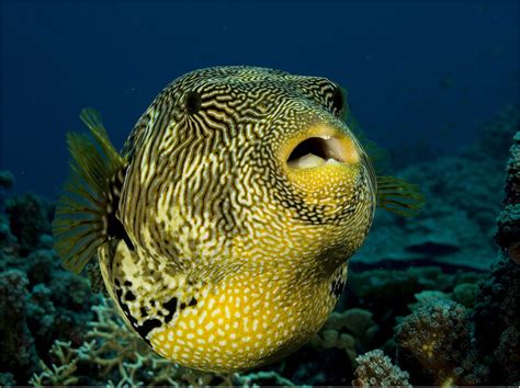 Human Teeth Share Genes With the Pufferfish - Dentistry Today