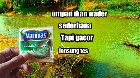 Racikan Umpan Ikan Wader Sederhana Terbukti Gacor Sudah Teruji Youtube