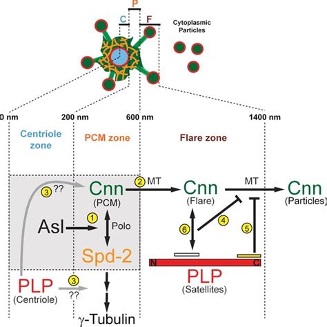 Model Of Plp Cnn Coregulation At Interphase Centrosomes Diagram