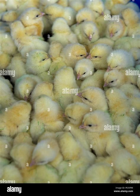 Chicks Farm Intensive Hi Res Stock Photography And Images Alamy