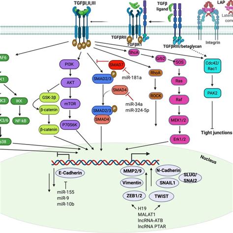 Tgfβ Signaling Pathways In Emt Cleavage Of The Pro Domain