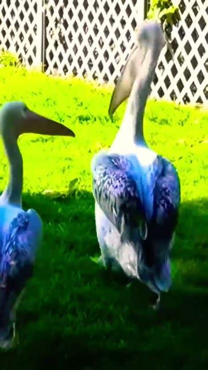 A Pelican Eats A Pigeon📸 Greatanimalworld Shortvideo Youtube