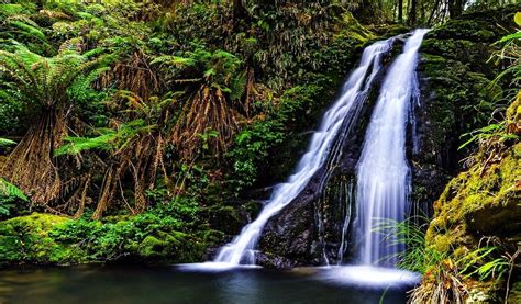 Bosques Húmedos Gondwana De Australia De Resena Famosos Sitios De La Unesco En Australia