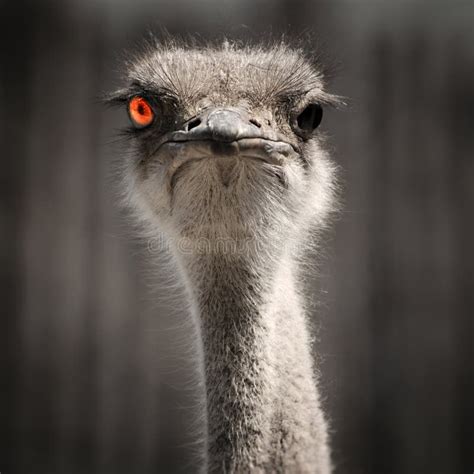 Ostrich Eye Stock Photo Image Of Habitat Plumes Beak 2347048