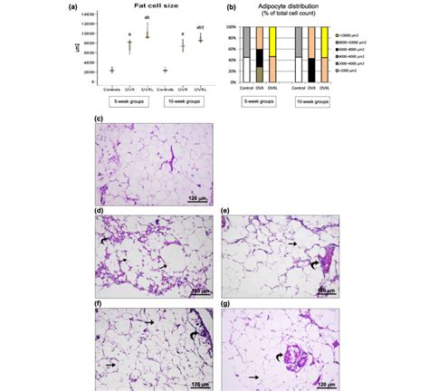 Visceral Adipose Tissue In Sham Operated Controls Ovariectomized