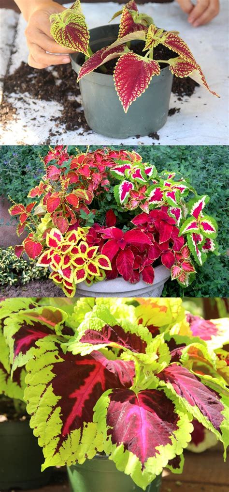 Coleus Lover S Guide Grow Tips Easy Propagation Beautiful Varieties