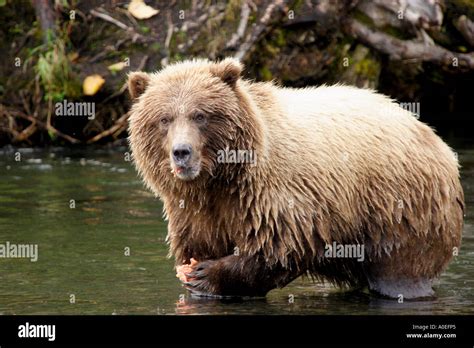 Young grizzly bear eating salmon Stock Photo - Alamy