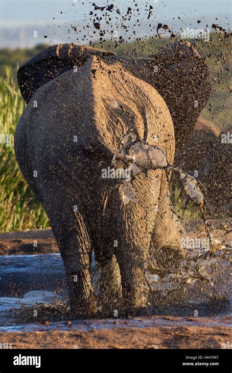 African Elephant Splashes Muddy Water All Around South Africa Stock