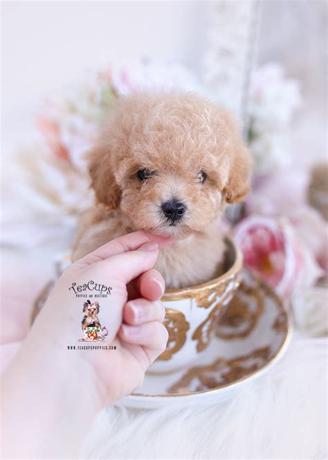 Maltipoo 306 Teacup Puppies Boutique