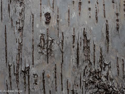 Birch Bark Behance