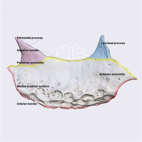 Inferior nasal concha | Skull | Head and Neck | Anatomy.app | Learn anatomy | 3D models ...