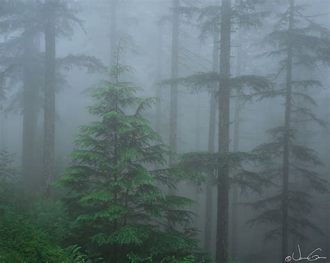 Foggy Forest Vance Gese Photography