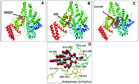 Bovine Serum Albumin Bsa Complex Interaction And Their Binding Sites