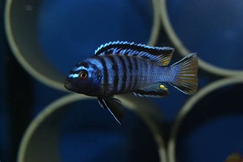 Mpanga Cichlid Malawi Cichlidleri Evcilpet