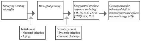 Schematic Representation Of The Consequences Of Microglial Priming By