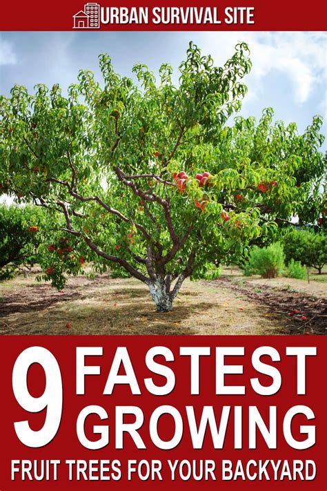 Fastest Growing Fruit Trees 20 Quick Producing Perennial Fruit Trees