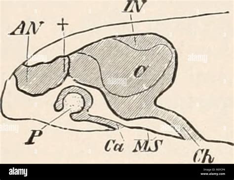 Conjunctival sac hi-res stock photography and images - Alamy