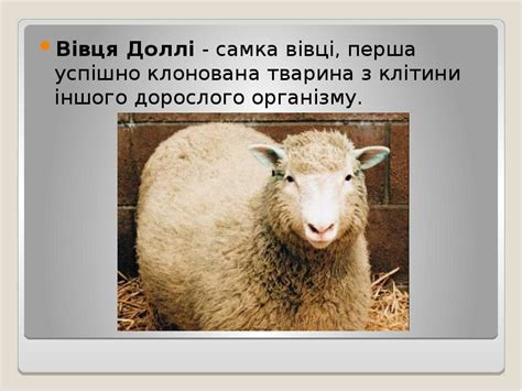 Вівця Доллі