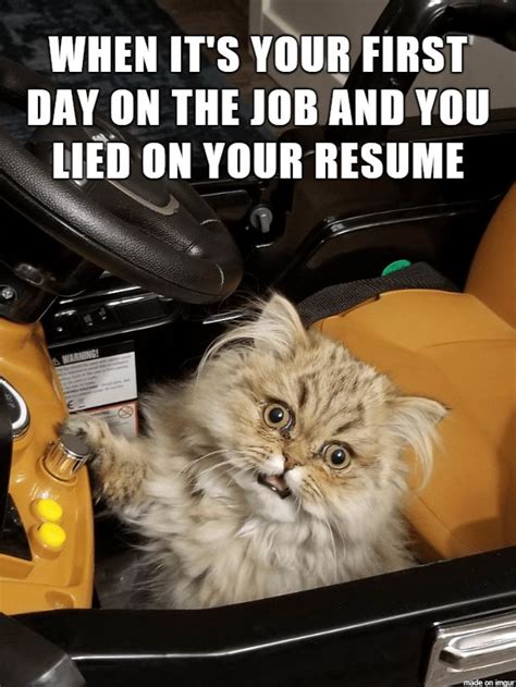 26 Fabulously Funny Cat Memes For A Witty Wednesday Full Of Feline