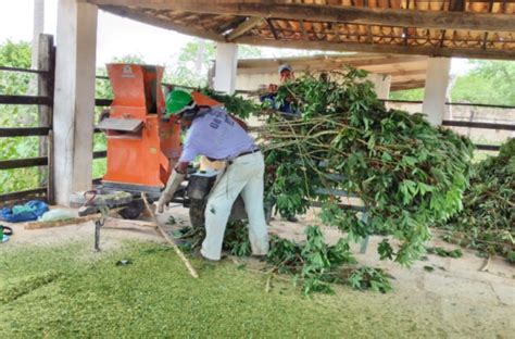 Parte aérea da mandioca é utilizada na produção de silagem para