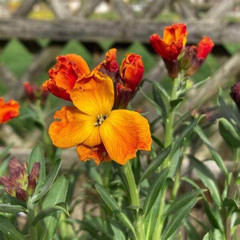 Goldlack Goliath Brown Erysimum Cheiri Samen