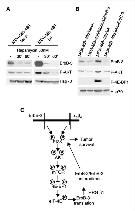 A 6 H 4 Mediated Expression Of Erbb 3 Is Rapamycin Sensitive And