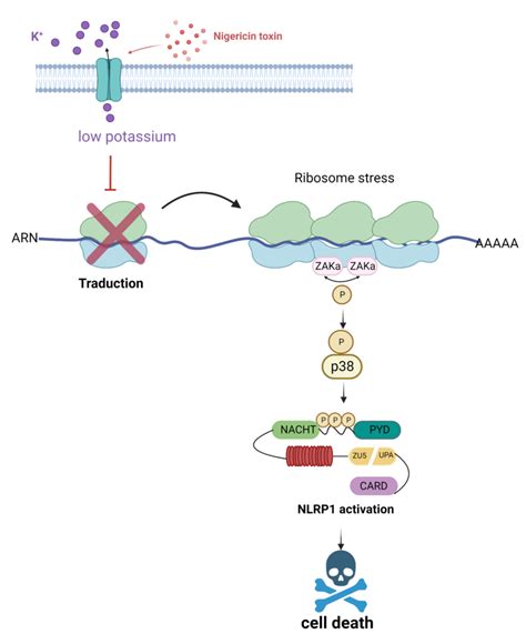 Tous Accrocs Au Potassium Un D Tecteur Immunitaire Du D Ficit En