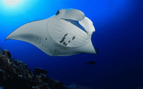 Manta Ray Night Snorkel Tour In Kailua Kona Sea Paradise