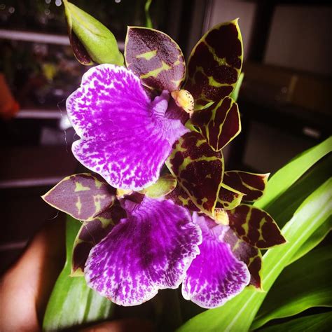 Zygopetalum Hybrids Toh Garden Singapore Orchid Plant Flower Grower