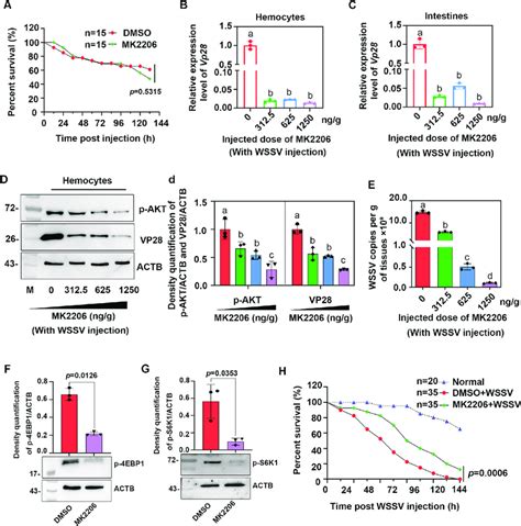 Wssv Replication 4ebp1 And S6k1 Phosphorylation Were Inhibited By The Download Scientific