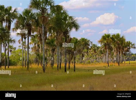 Brazil, Grande Sertão Veredas National Park: Vereda, a grassland ...