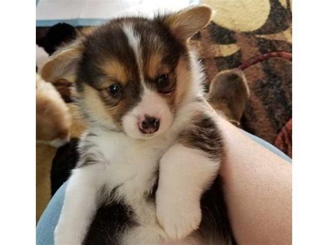 Corgi Husky Mix For Sale San Diego