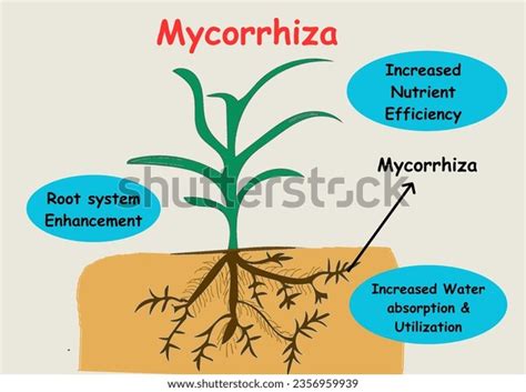 Mycorrhiza: Over 80 Royalty-Free Licensable Stock Vectors & Vector Art | Shutterstock