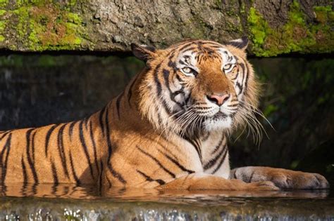 The Most Endangered Tigers in the World | Reader's Digest