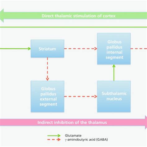 Basic Schematic Of The Cortical Striatal Thalamic Cortical Loop