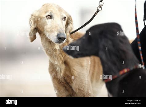 Tazy hi-res stock photography and images - Alamy