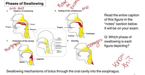 Handout 2 Four Phases Of Swallowing Flashcards Quizlet