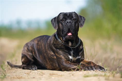 Cane Corso Italiano Guida Completa Alla Razza ArcaMagazine