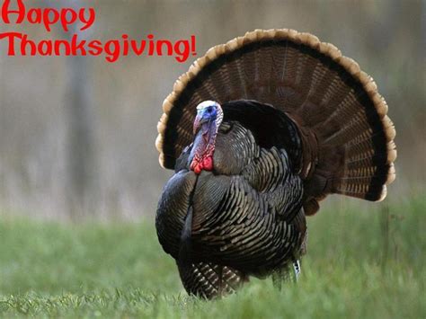 Happy Thanksgiving Turkey - Thanksgiving Wallpaper (9157407) - Fanpop